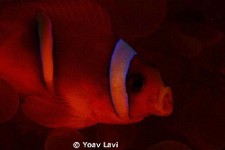 Yawning annemone fish shot with red filter by Yoav Lavi 